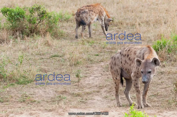 : Spotted hyena (spotted hyaena) (Crocuta : Spotted hyena (spotted hyaena) (Crocuta