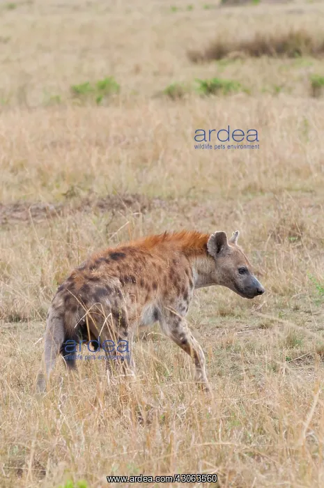 : Spotted hyena (spotted hyaena) (Crocuta : Spotted hyena (spotted hyaena) (Crocuta