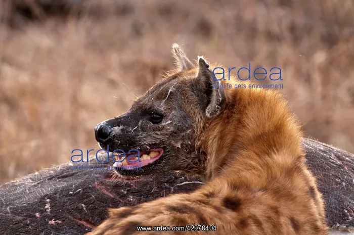 : Spotted Hyena - standing by carcass of hippo : Spotted Hyena - standing by carcass of hippo