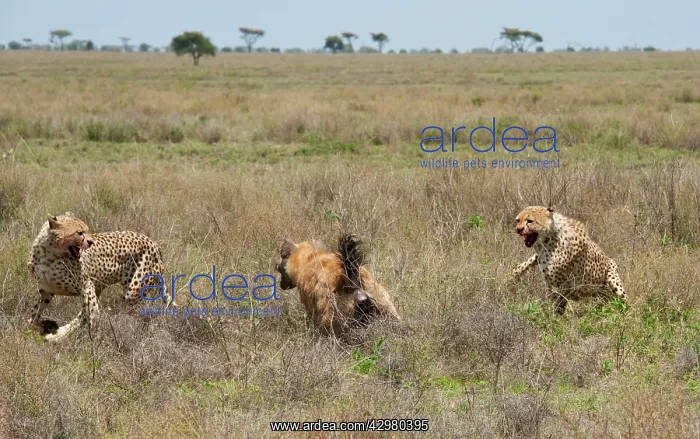  : Spotted Hyena - stealing kill from Cheetahs - series 8 of 11