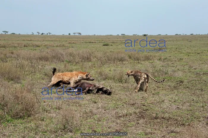 : Spotted Hyena - stealing Wildebeest kill from Cheetahs : Spotted Hyena - stealing Wildebeest kill from Cheetahs