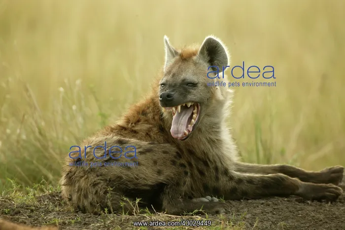 : Spotted Hyena yawning mouth open Masai Mara Kenya Africa : Spotted Hyena yawning mouth open Masai Mara Kenya Africa