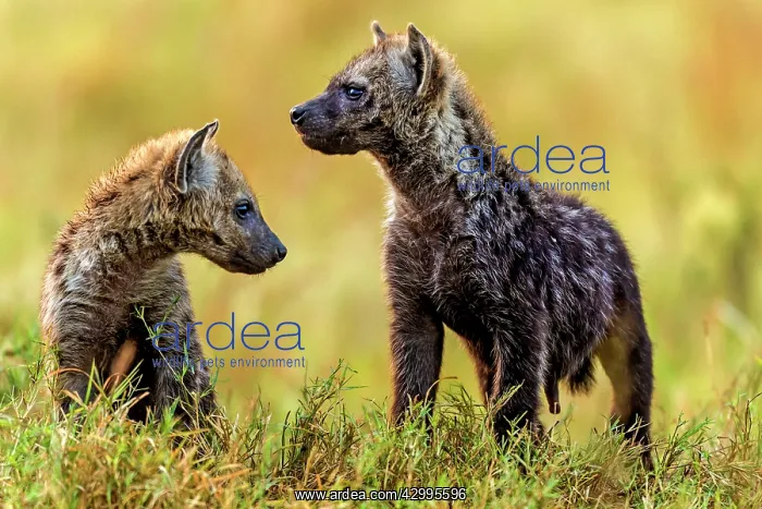 : Spotted Hyena young : Spotted Hyena young