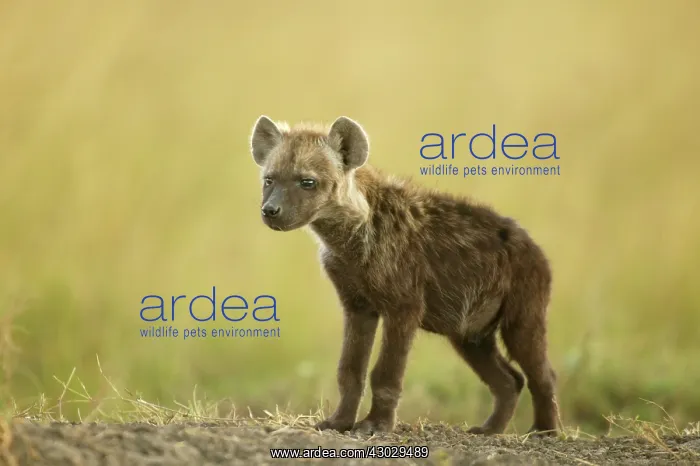: Spotted Hyena young Masai Mara Kenya Africa : Spotted Hyena young Masai Mara Kenya Africa