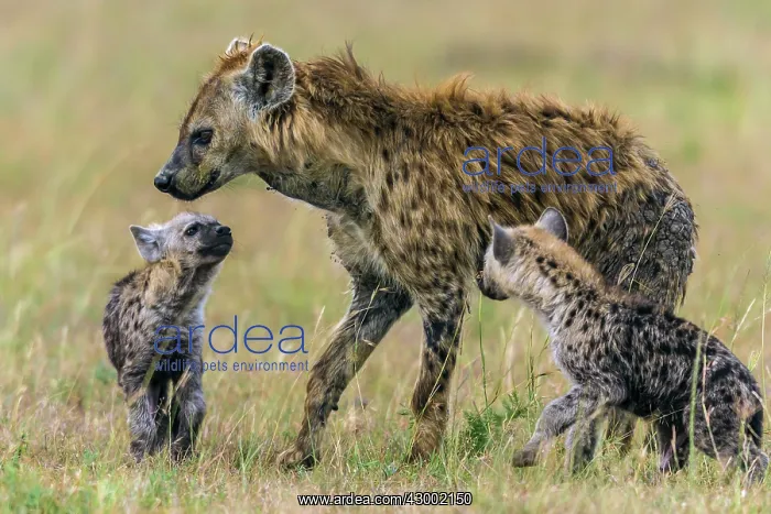 : Spotted Hyenas adult greeting cubs : Spotted Hyenas adult greeting cubs
