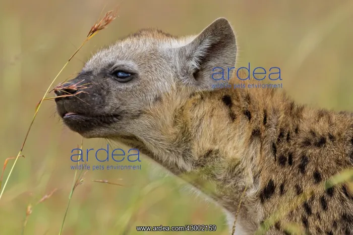 : Spotted Hyenas adult smelling grass : Spotted Hyenas adult smelling grass