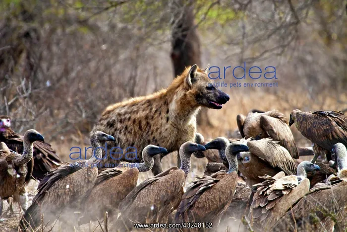 : Spotted hyenas (Crocuta crocuta) and vultures : Spotted hyenas (Crocuta crocuta) and vultures