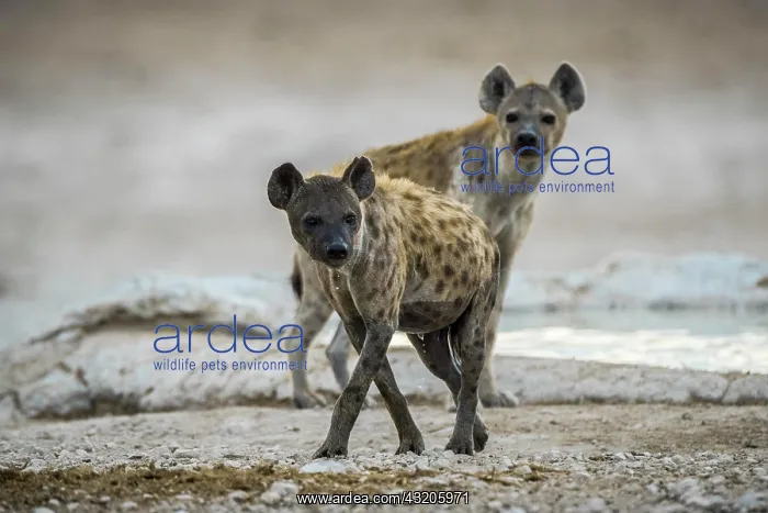 : Spotted hyenas (Crocuta crocuta) at a waterhole : Spotted hyenas (Crocuta crocuta) at a waterhole