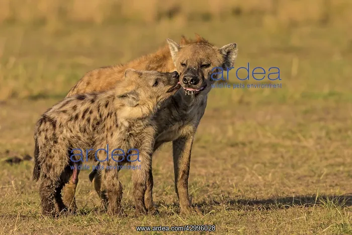 : Spotted Hyenas greeting : Spotted Hyenas greeting