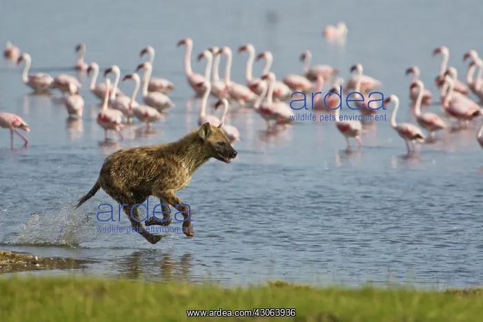 : Spotted Hyenas hunting Lesser Flamingoes : Spotted Hyenas hunting Lesser Flamingoes