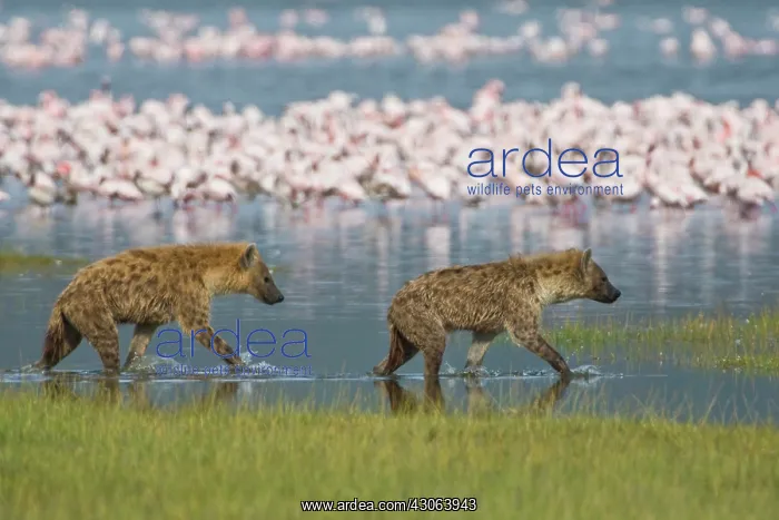 : Spotted Hyenas hunting Lesser Flamingoes : Spotted Hyenas hunting Lesser Flamingoes