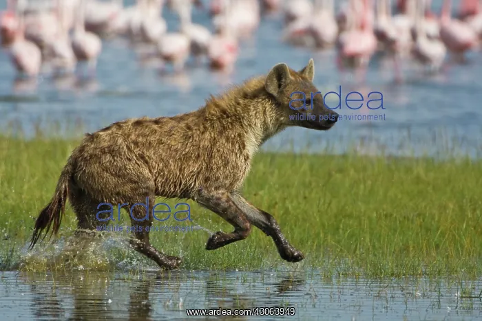 : Spotted Hyenas hunting Lesser Flamingoes : Spotted Hyenas hunting Lesser Flamingoes