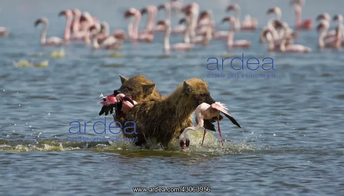 : Spotted Hyenas hunting Lesser Flamingoes : Spotted Hyenas hunting Lesser Flamingoes