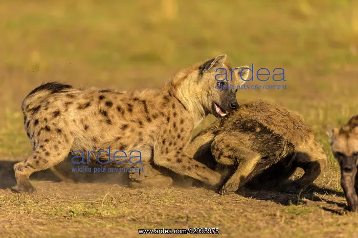 : Spotted Hyenas play fighting : Spotted Hyenas play fighting