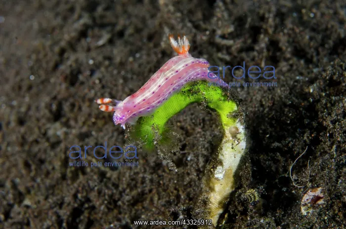 : Spotted Hypselodoris Nudibranch - on Green Algae : Spotted Hypselodoris Nudibranch - on Green Algae