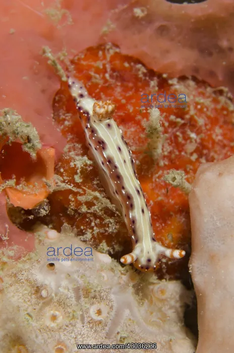 : Spotted Hypselodoris Nudibranch - Two Tree Island : Spotted Hypselodoris Nudibranch - Two Tree Island