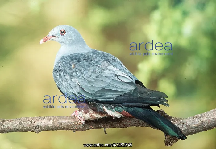 : SPOTTED IMPERIAL PIGEON : SPOTTED IMPERIAL PIGEON