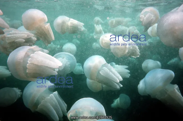 : Spotted JELLYFISH - jellyfish congregation : Spotted JELLYFISH - jellyfish congregation