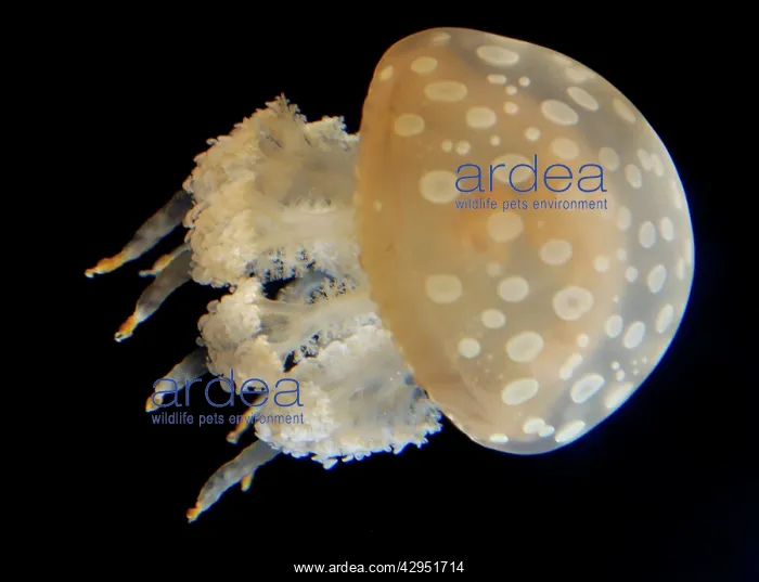 : Spotted Jellyfish, western Pacific : Spotted Jellyfish, western Pacific