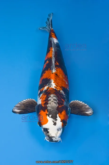 : Spotted Kin showa koi carp in an turquoise water : Spotted Kin showa koi carp in an turquoise water