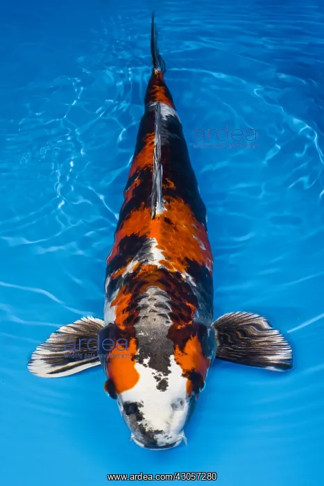: Spotted Kin showa koi carp in an turquoise water : Spotted Kin showa koi carp in an turquoise water