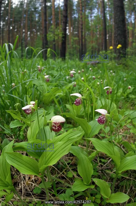 : Spotted Lady's Slipper Orchid - flowering wild : Spotted Lady's Slipper Orchid - flowering wild