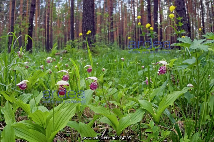 : Spotted Lady's Slipper Orchid - flowering wild : Spotted Lady's Slipper Orchid - flowering wild