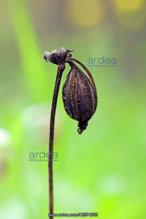  : Spotted Lady's Slipper Orchid - flowering wild
