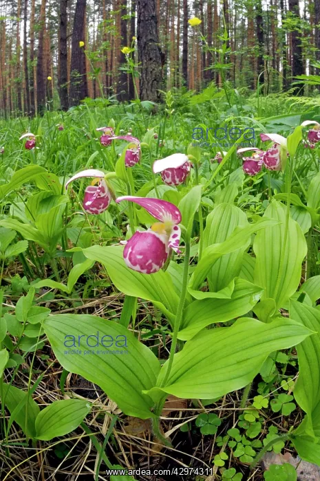 : Spotted Lady's Slipper Orchid - flowering wild : Spotted Lady's Slipper Orchid - flowering wild