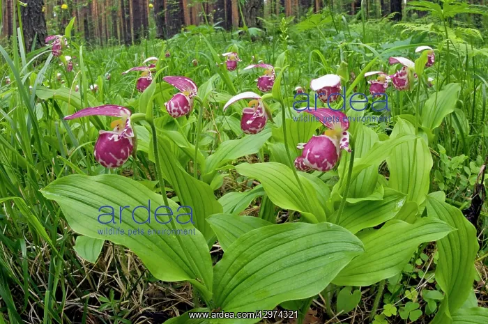 : Spotted Lady's Slipper Orchid - flowering wild : Spotted Lady's Slipper Orchid - flowering wild