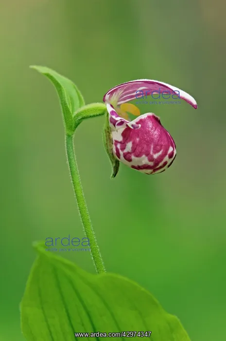 : Spotted Lady's Slipper orchid - flowering wild plant : Spotted Lady's Slipper orchid - flowering wild plant
