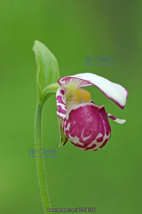 : Spotted Lady's Slipper orchid - flowering wild plant : Spotted Lady's Slipper orchid - flowering wild plant