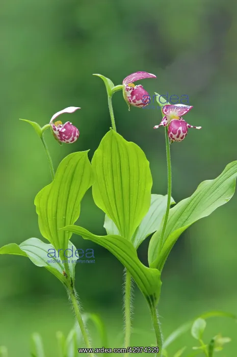 : Spotted Lady's Slipper Orchid - flowering wild plants : Spotted Lady's Slipper Orchid - flowering wild plants