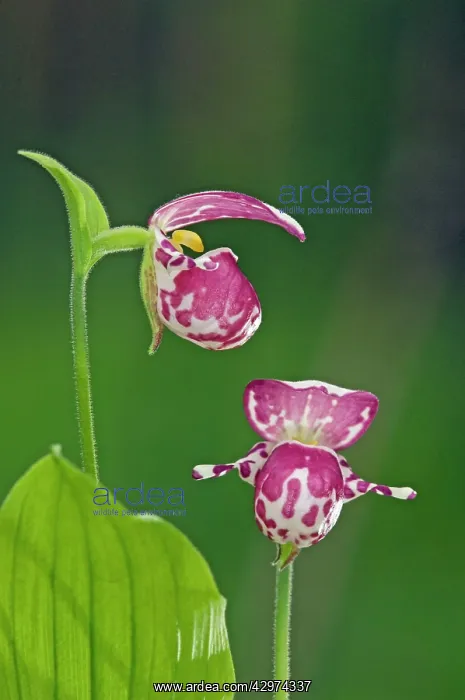 : Spotted Lady's Slipper Orchid - flowering wild plants : Spotted Lady's Slipper Orchid - flowering wild plants