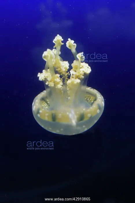 : Spotted / lagoon jelly / jellyfish : Spotted / lagoon jelly / jellyfish