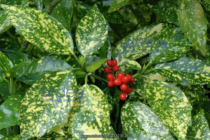 : Spotted laurel : Spotted laurel