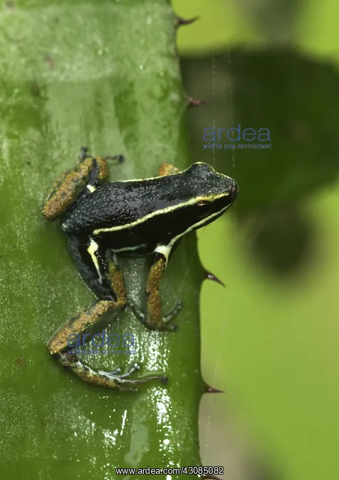 : Spotted-Legged Poison Frog : Spotted-Legged Poison Frog