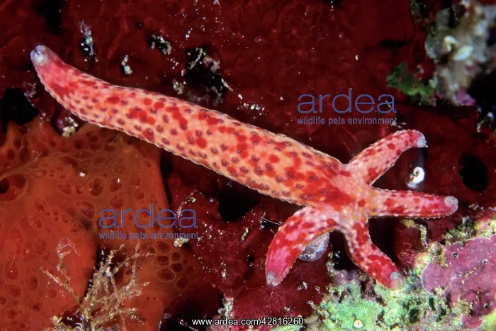 : Spotted linckia, Linckia multifora, single arm with new grow : Spotted linckia, Linckia multifora, single arm with new grow