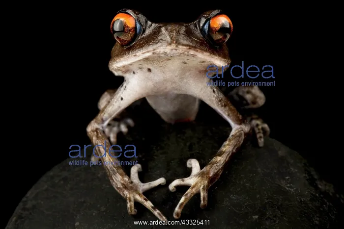 : Spotted Litter Frog (Leptobrachium hendricksoni) : Spotted Litter Frog (Leptobrachium hendricksoni)