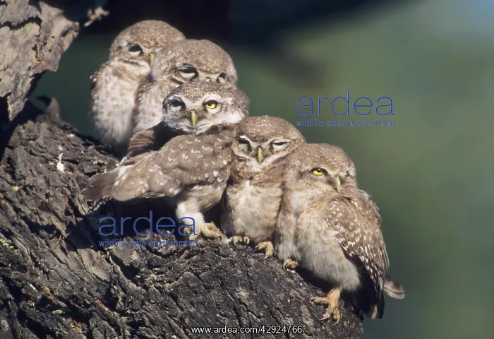 : Spotted Little Owl / Spotted Owlets - Fledglings : Spotted Little Owl / Spotted Owlets - Fledglings