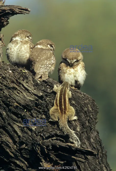 : Spotted Little Owl / Spotted Owlets - Fledglings : Spotted Little Owl / Spotted Owlets - Fledglings
