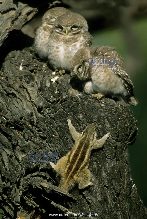 : Spotted Little Owl / Spotted Owlets - Fledglings : Spotted Little Owl / Spotted Owlets - Fledglings