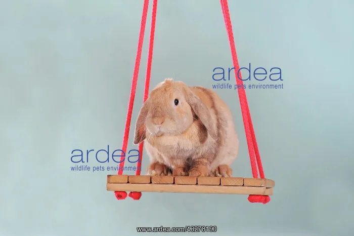 : Spotted long eared rabbit sitting on a swing : Spotted long eared rabbit sitting on a swing