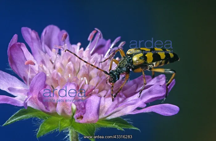 : Spotted Longhorn : Spotted Longhorn