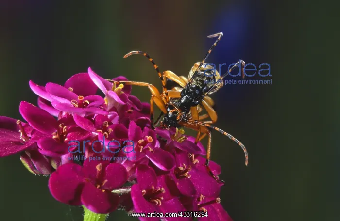 : Spotted Longhorn : Spotted Longhorn