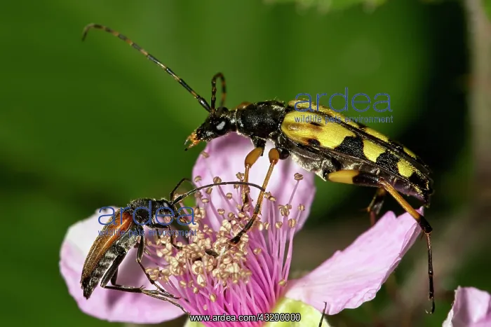 : Spotted longhorn (Rutpela maculata) and black-striped : Spotted longhorn (Rutpela maculata) and black-striped