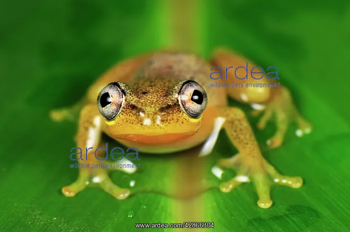 : Spotted Madagascar Reed Frog : Spotted Madagascar Reed Frog