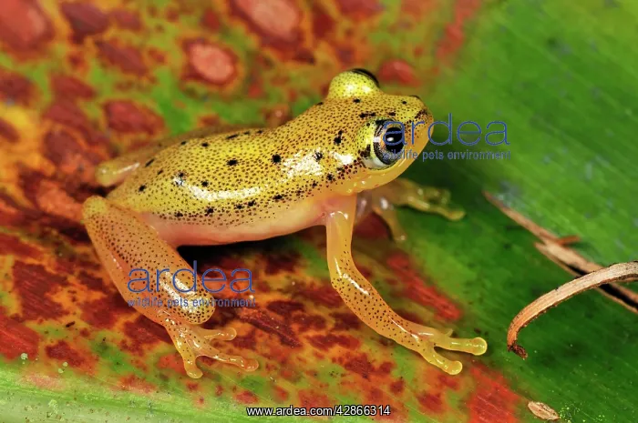 : Spotted Madagascar Reed Frog : Spotted Madagascar Reed Frog