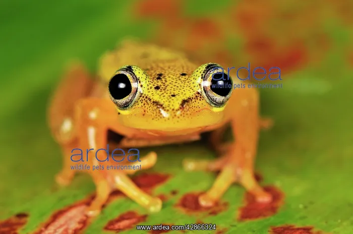 : Spotted Madagascar Reed Frog : Spotted Madagascar Reed Frog