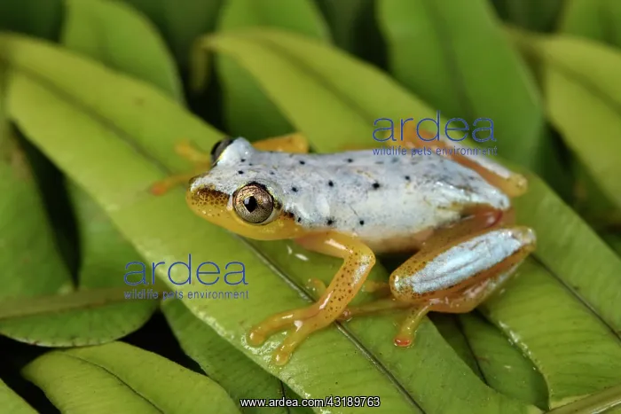 : Spotted Madagascar Reed Frog (Heterixalus punctatus) : Spotted Madagascar Reed Frog (Heterixalus punctatus)